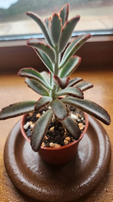 Каланхоэ войлочное