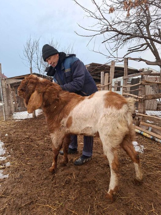 Теке сатамын немесе ауысамын