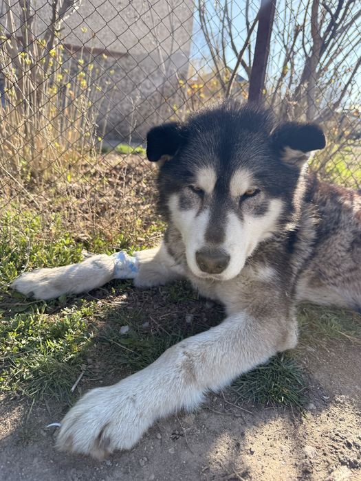 Девочка маламута ищет дом