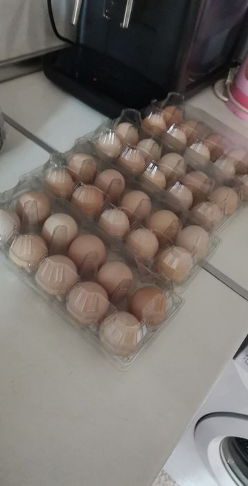 Продавам оплодени яйца от черен Австралорп... Работя с еконт и спиди