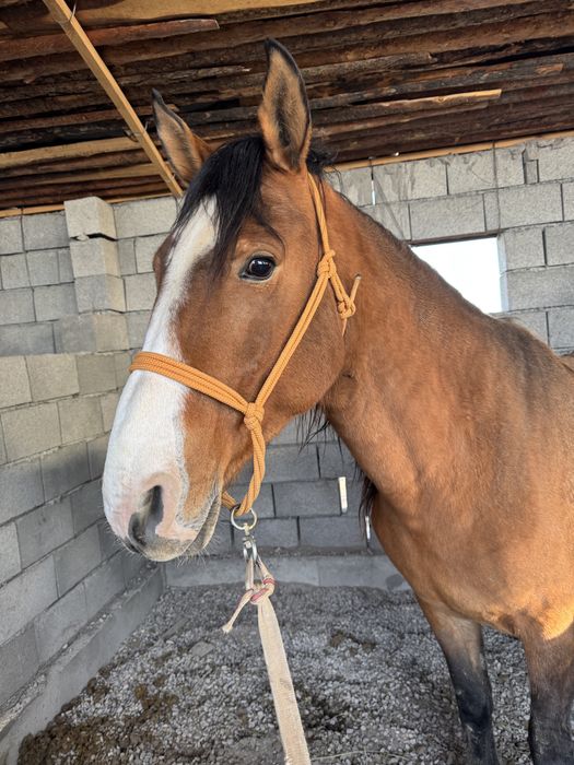 Биі құлышағымен сатылады