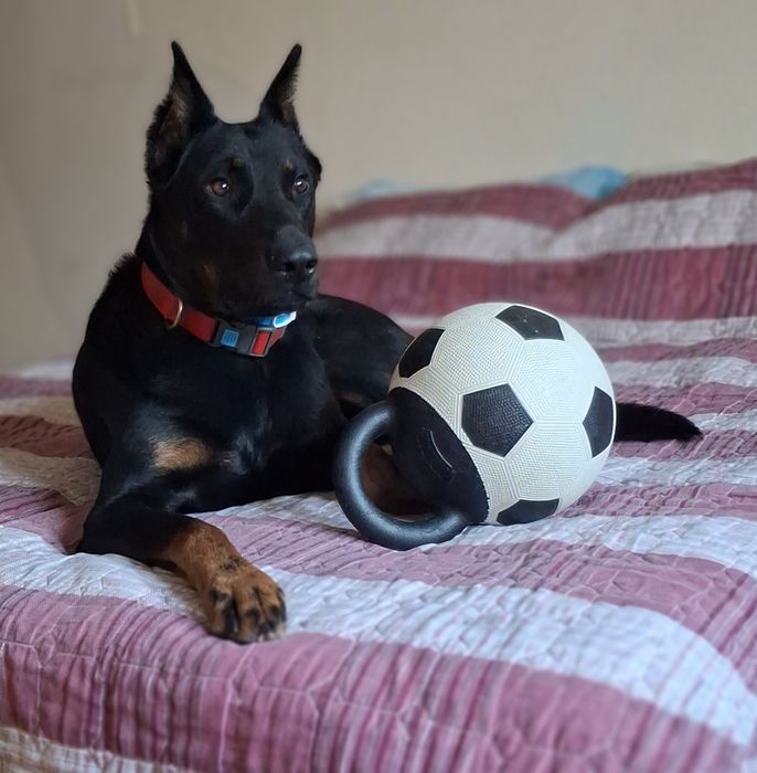 Ищет подругу для вязки