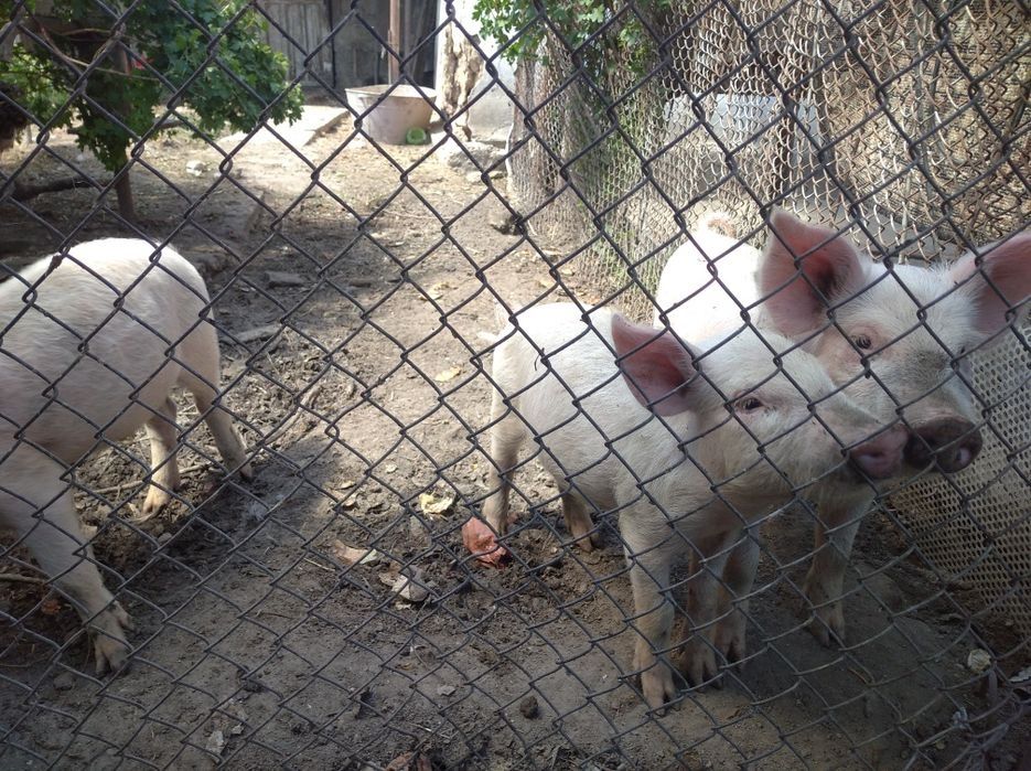 Продаються поросята