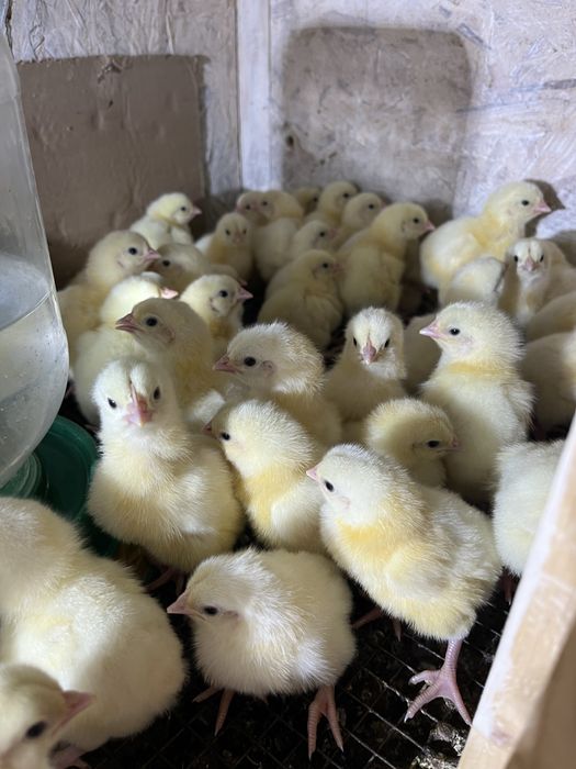 Бройлер кобб 500