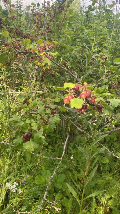 Vand  afine de padure, agrise, coacaze