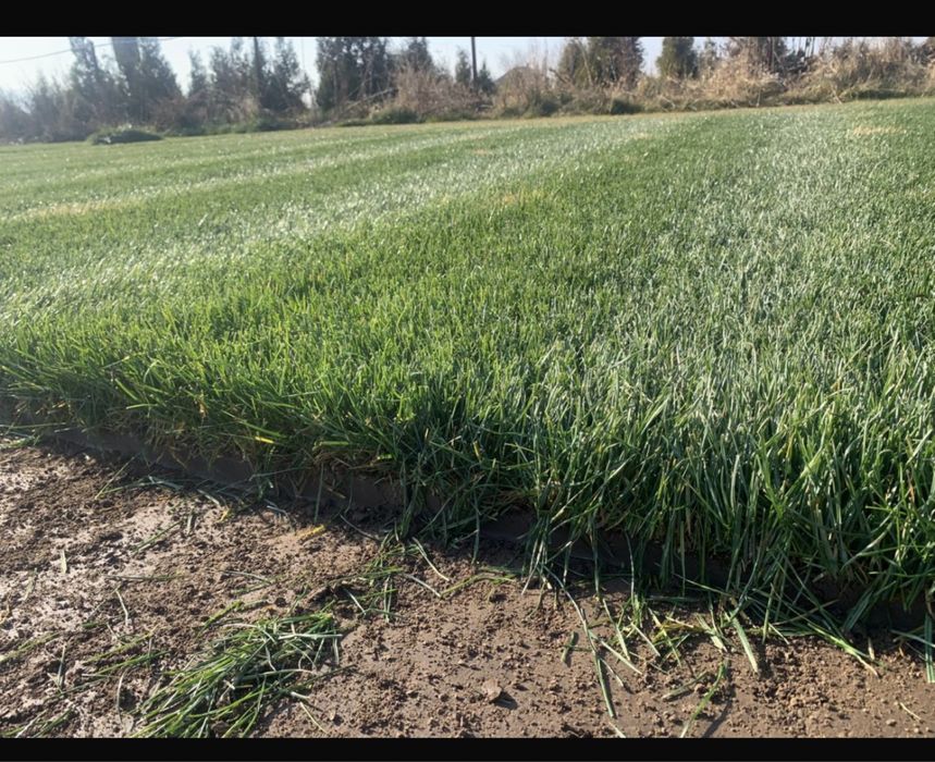 Озеленение,газон