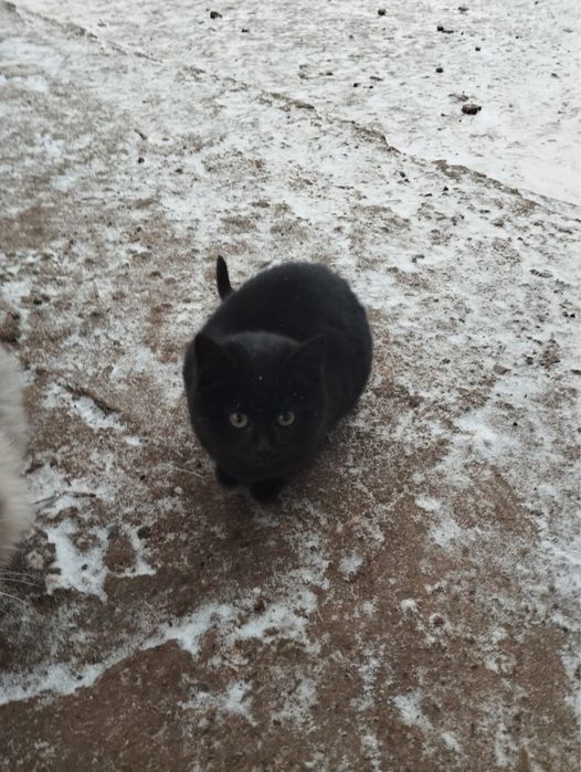 Отдам в добрые руки