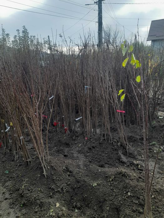 Pomi fructiferi altoiți.