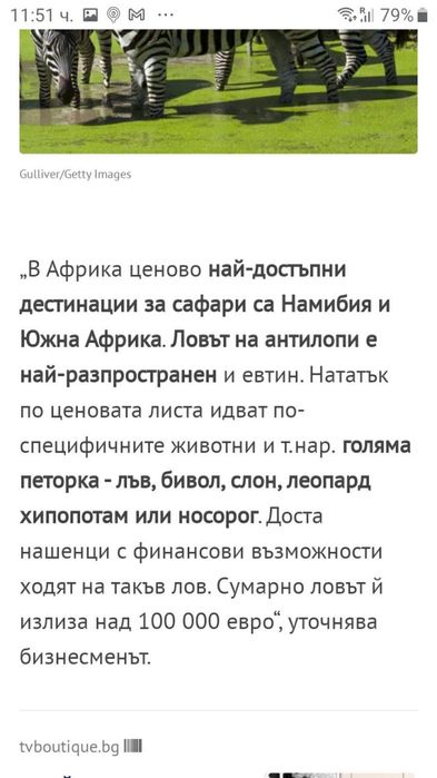 Трофей Африка - череп с рога от кафърски бивол