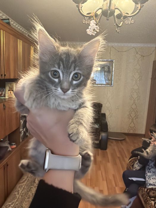 Отдам котиков в добрые руки