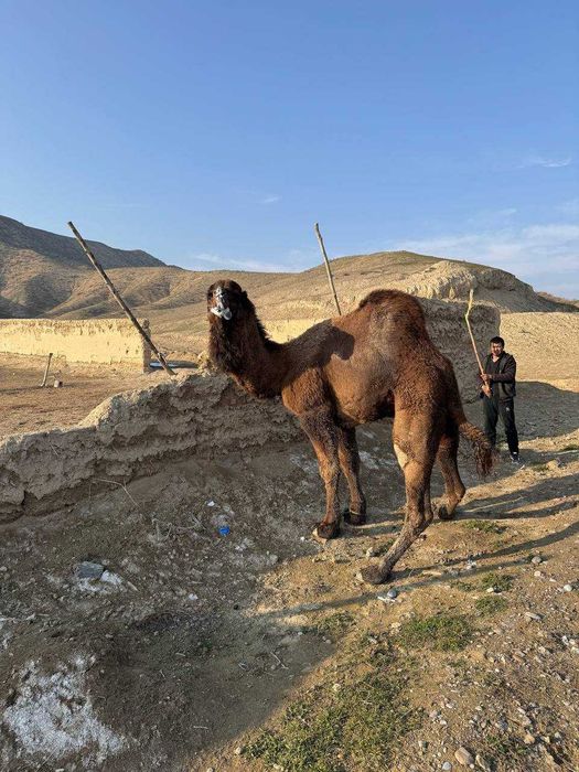 Туя, Tuya, сотилади