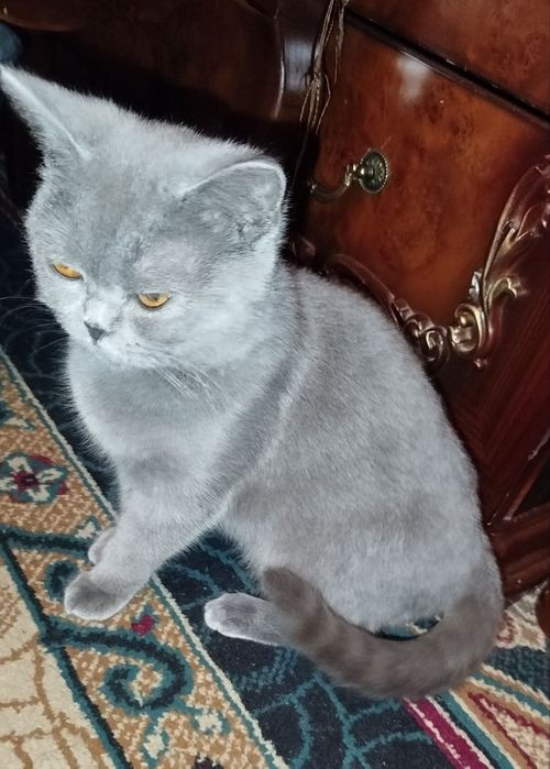 Британский кошка здоровая продаю