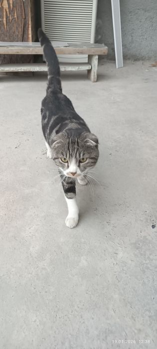 Бесплатно вислоухий порода