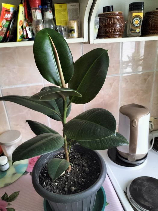 Продам фикус 5000. Драцена -2 деревца -6000