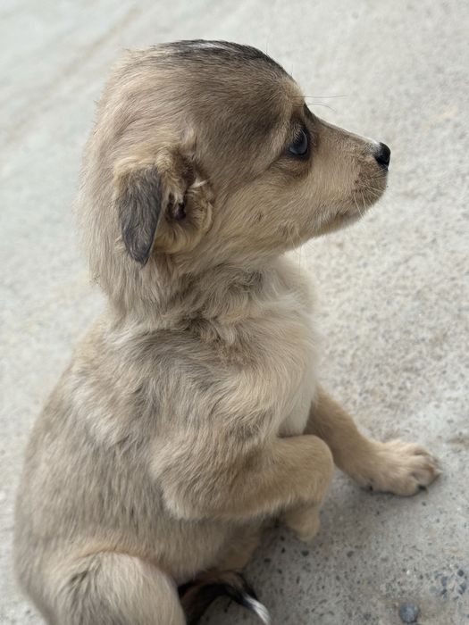 Ұрғашы күшіктер сатылады, екеуі бірге 3000Бөлек 2000ден