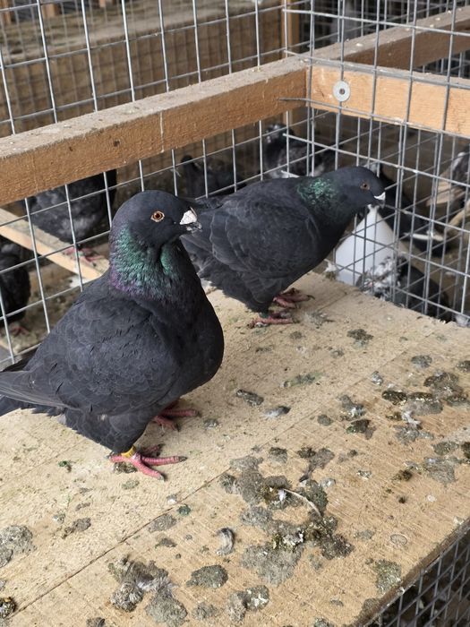 Porumbei AgH  pe negru