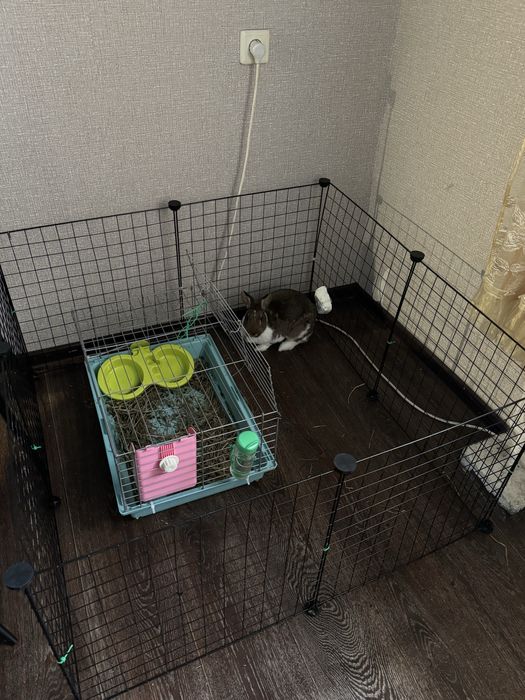 Продам декоративного кролика