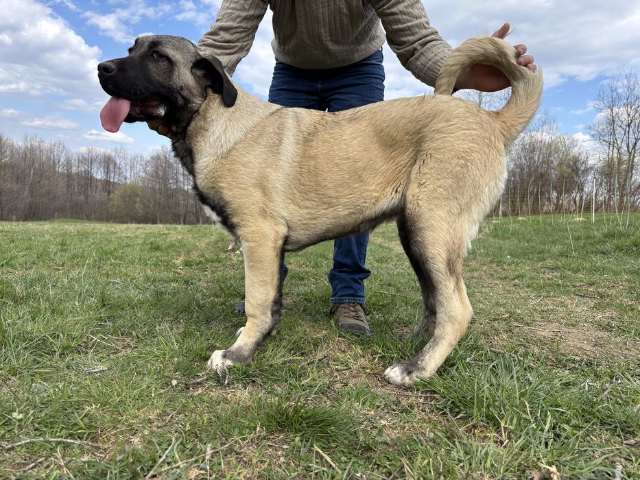 Kangal malakli cu pedigree