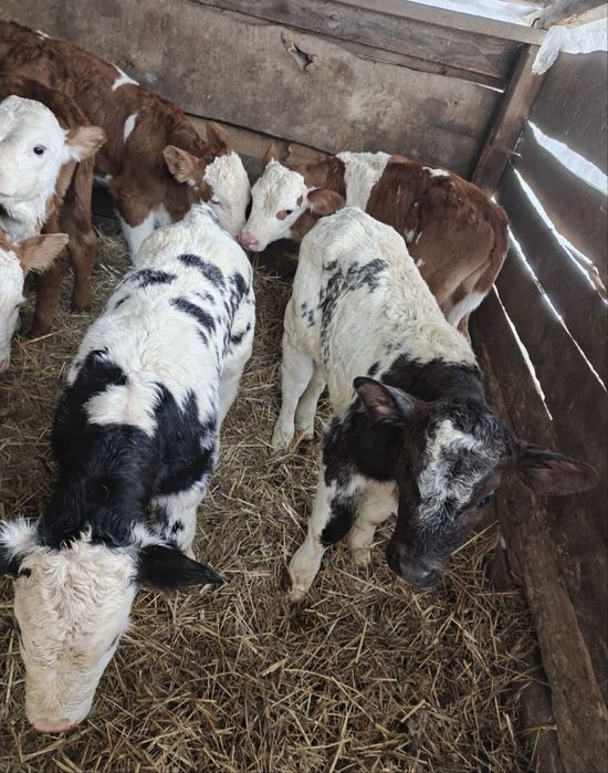 Aduc Vitei  intarcati pentru crescut ! Exemplare frumoase,