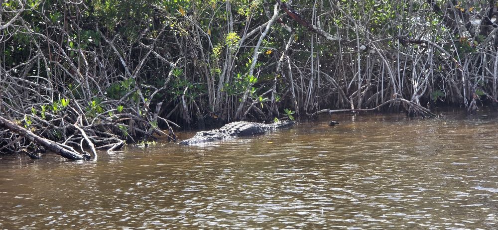Cielo pentru program rabla