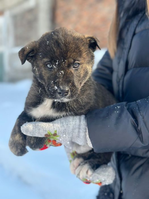 Отдам щенков в добрые руки