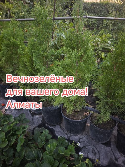 Хвойные и вечнозелёные