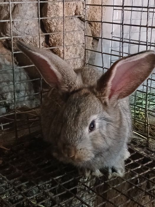 Продаются кролчата...