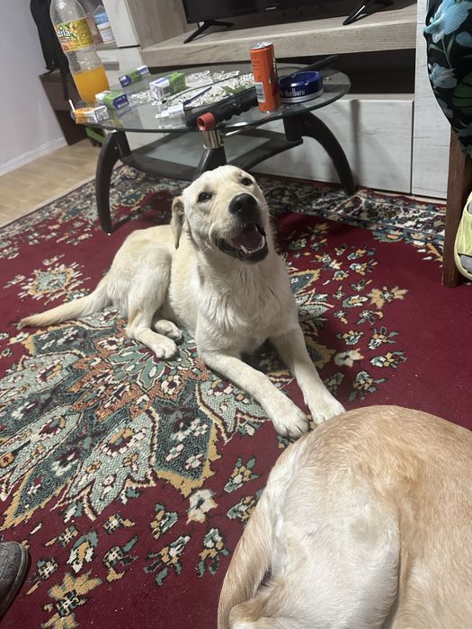 Donăm pui de Labrador unei familii responsabile. Nu îl dăm pentru a fi ținut în lanț.