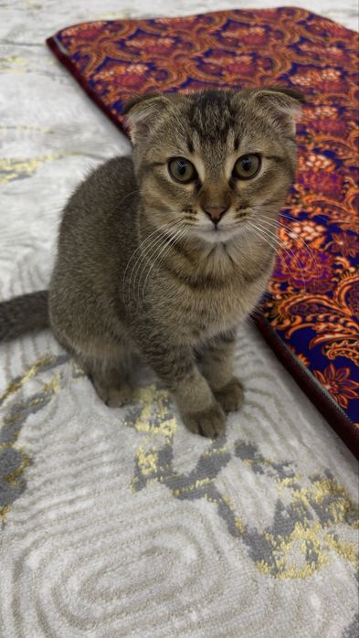 Mushuk sotiladi erkak