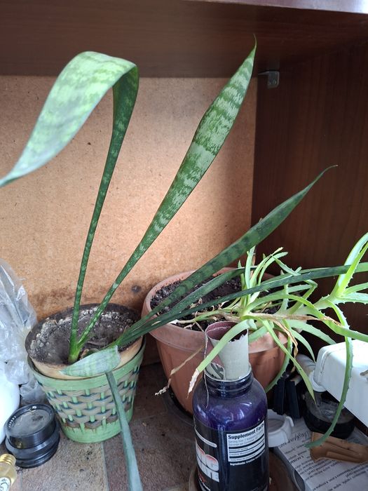 Продам комнатные цветы