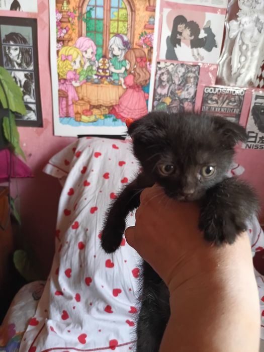 Котята не дорого