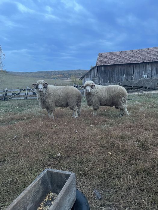 Berbeci de vânzare
