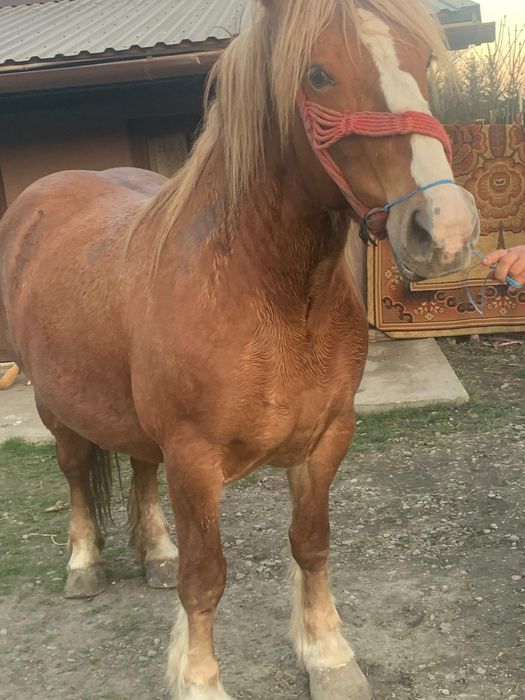 Vând o iapă de 6 ani