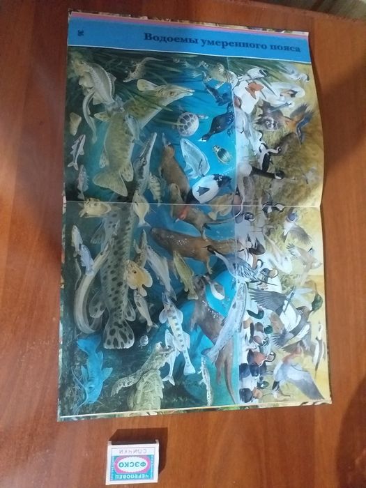 энциклопедия животного мира для детей.  большая книга