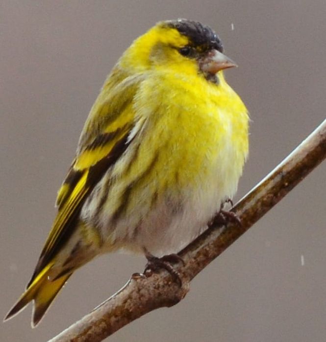 Щеглы продаюца чёрноголовые