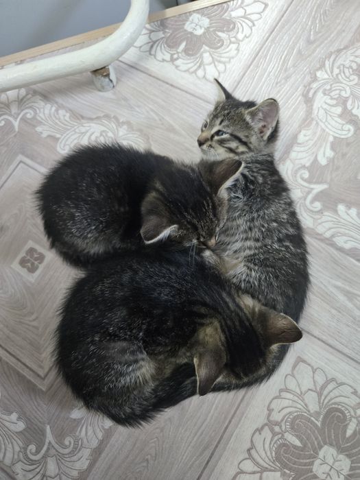 Отдадим котиков.