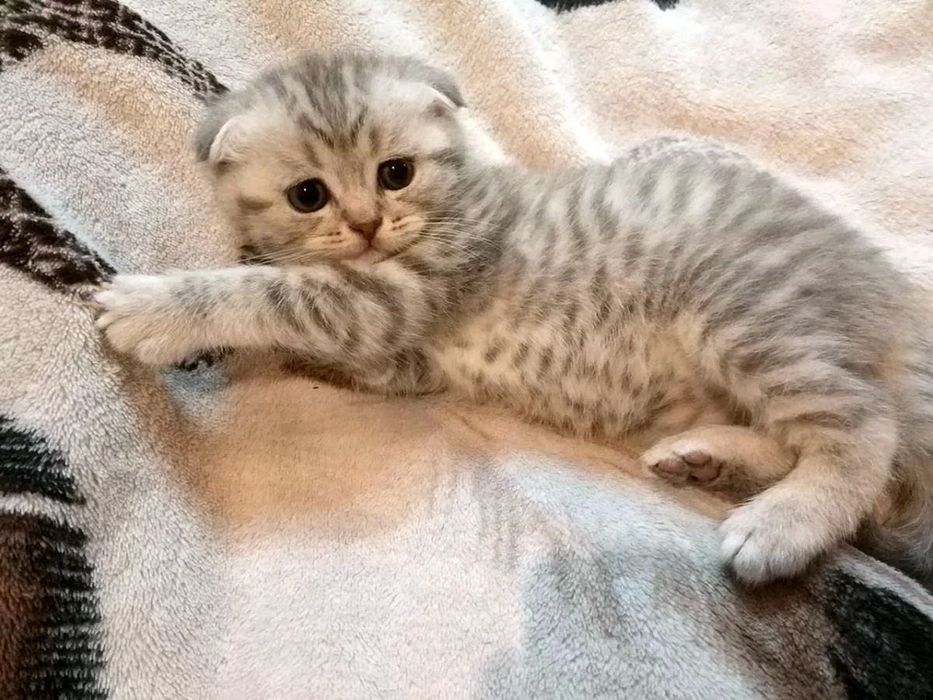 Продам шотландских котят