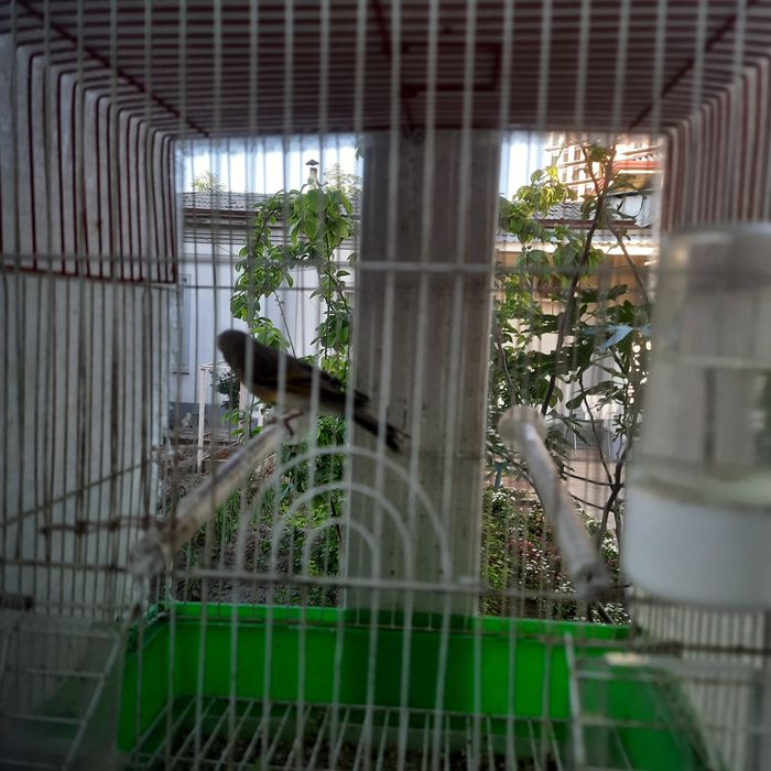 Gibrid qush sotiladi