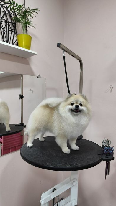 Стрижка собак, груминг