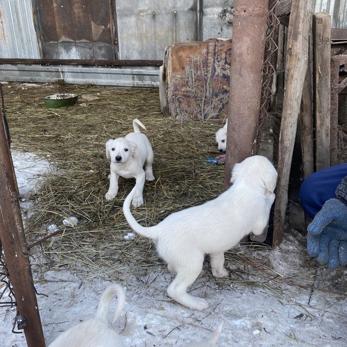 Продам тазы щенков