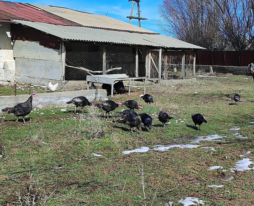 Индюки индюшки продаются