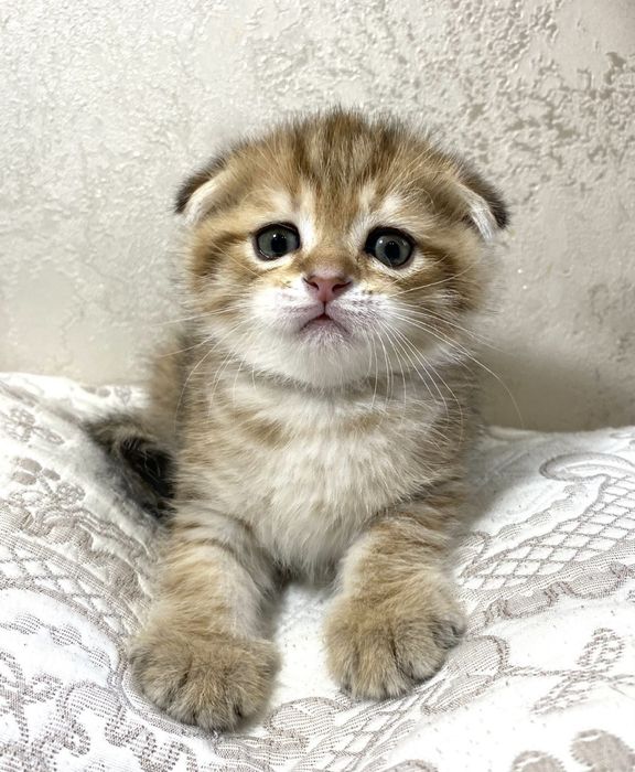 Sohilda seksual ayollar