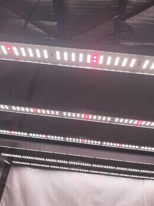 VXLED 660 PRO led grow light