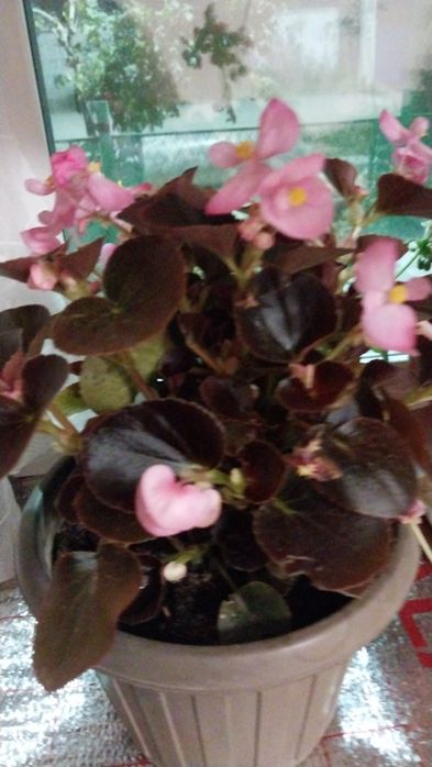 Цветы для сада, дома