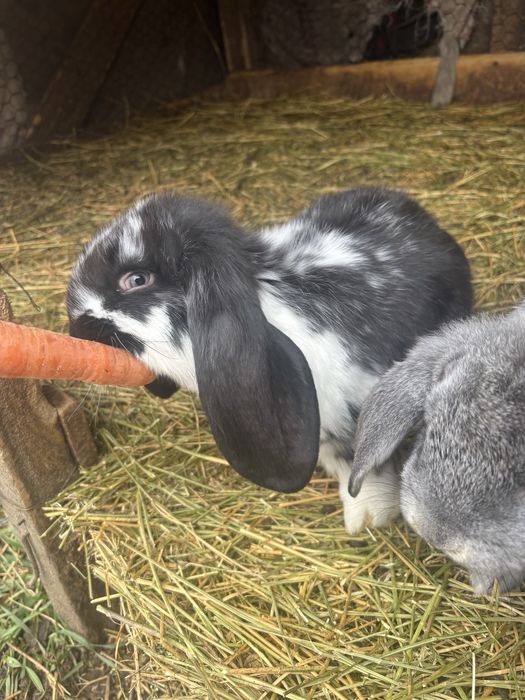 Iepuri berbec german