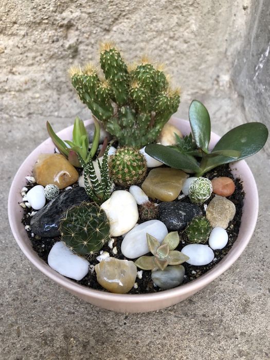 Кактуси, сукуленти и китайска роза