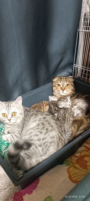 Продам котята скотиш
