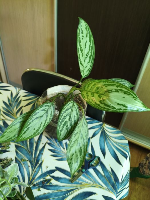 Продам цветы разные