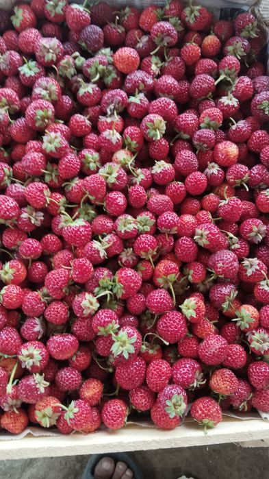 Расада клубники малины ежемалины