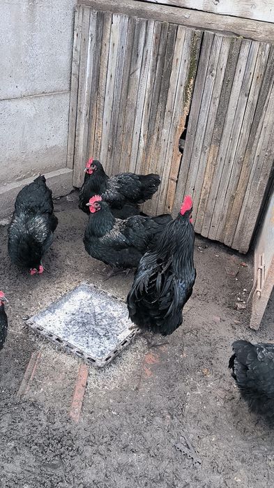 Ouă incubat Australorp